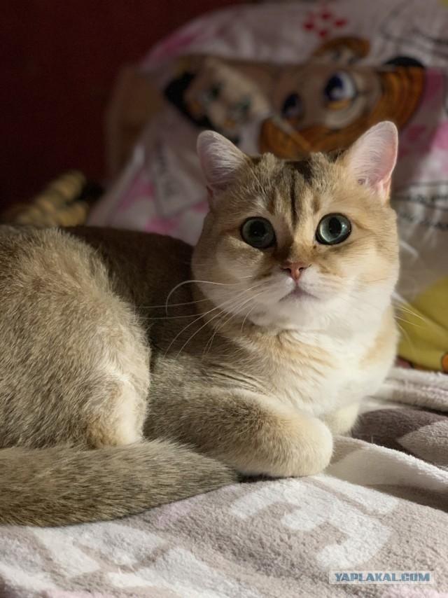 Сегодня только КОТовторник....