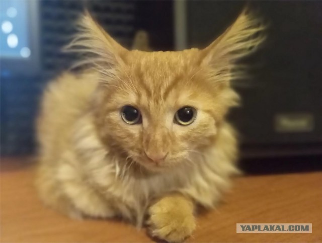 Фотки красивого кота.