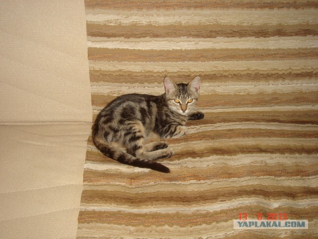 Кошка с уникальной привязанностью к людям