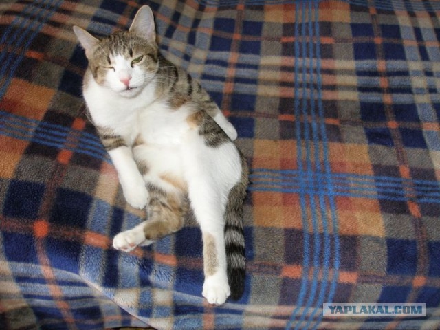 Котовторник   27.08.2013