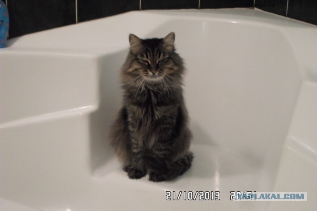 Котовторник 22.10.2013