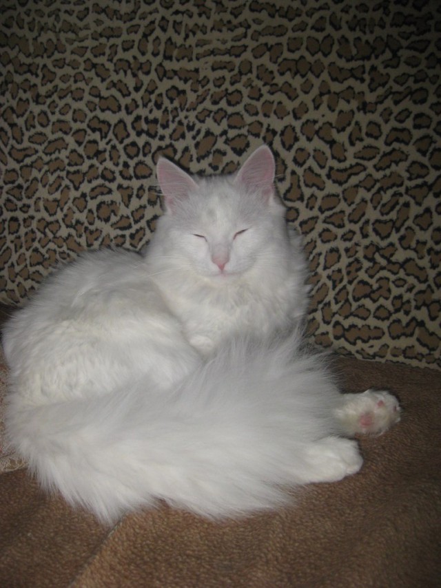 Котовторник 18.03.2014