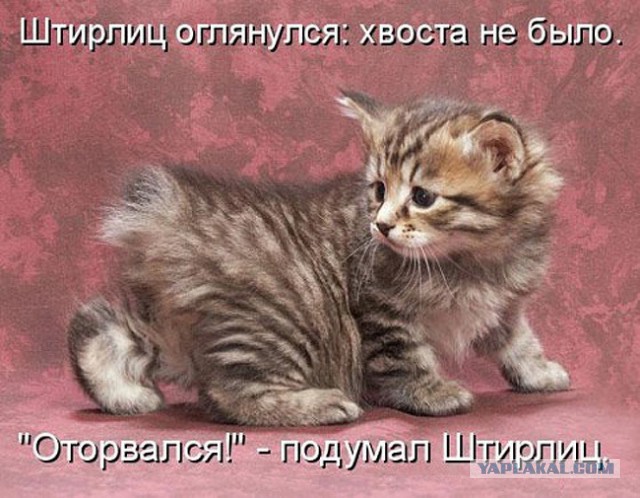 Котовторник  25.03.2014