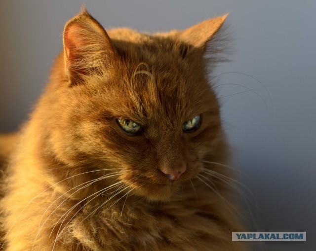 Котовторник 01.04.2014