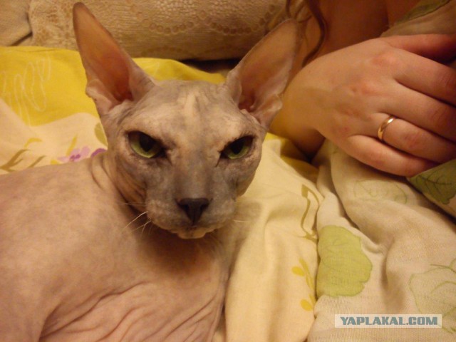 Котовторник 26.08.14.