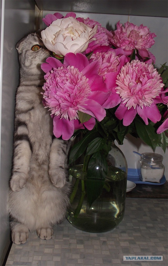 Котовторник 09.09.2014