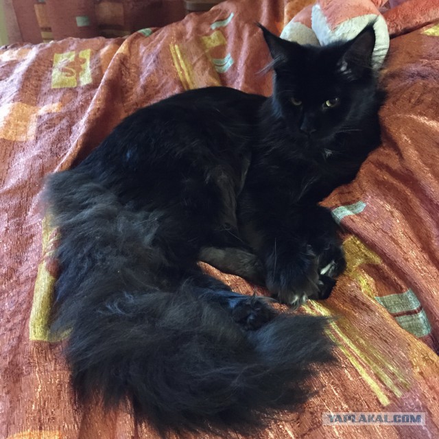 Котовторник