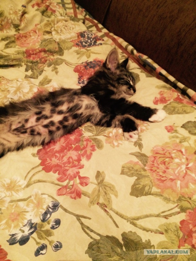Котовторник 20.01.2015