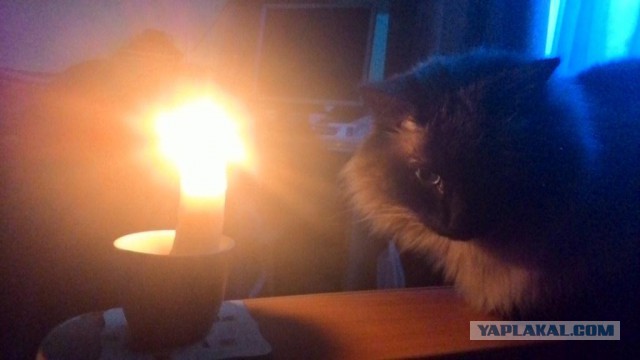 Котовторник 27.01.2015