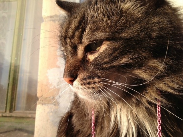 Котовторник 12.03.13