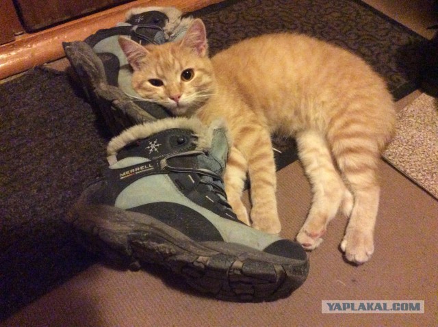 Тайна рыжего кота