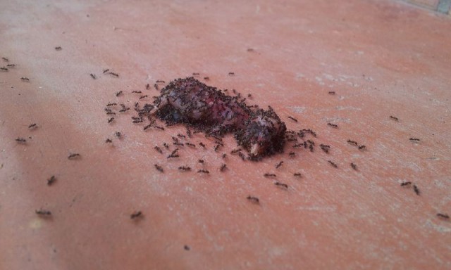 Маленький птенец муравьям "на один зуб"