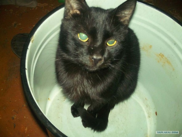 День кошек в России