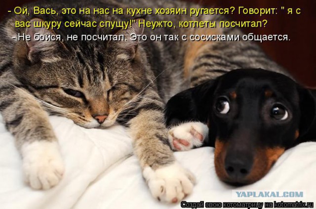 Собаки против котов