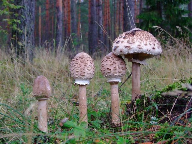 Грибалка