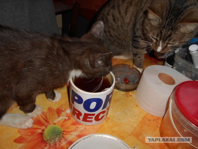 Жизнь домашнего приюта для котеек 95