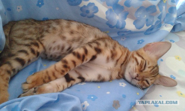 Котовторник - начало