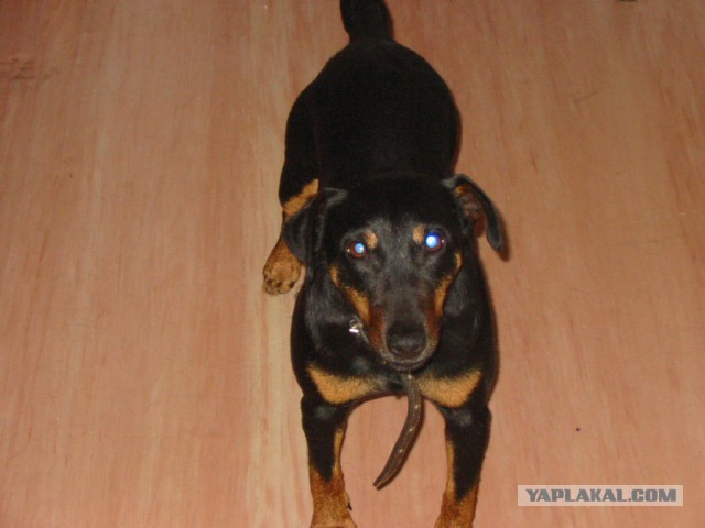 Страшно красивые терьеры