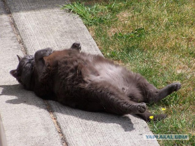 Про кота