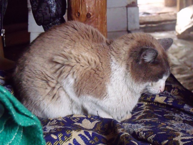 Купил котам корм в виде желе