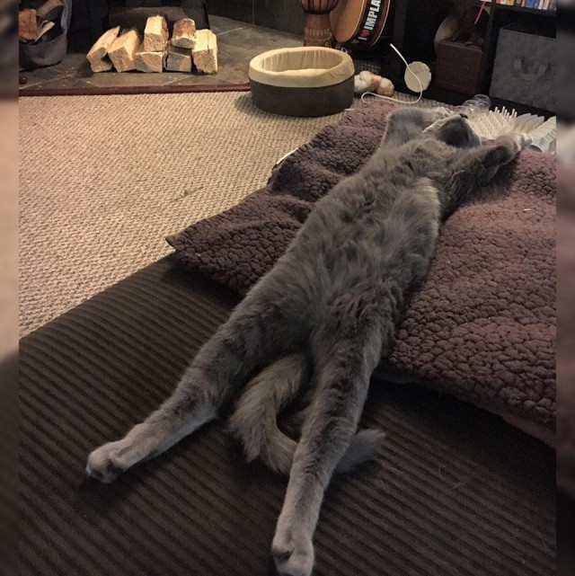 Коты из сети