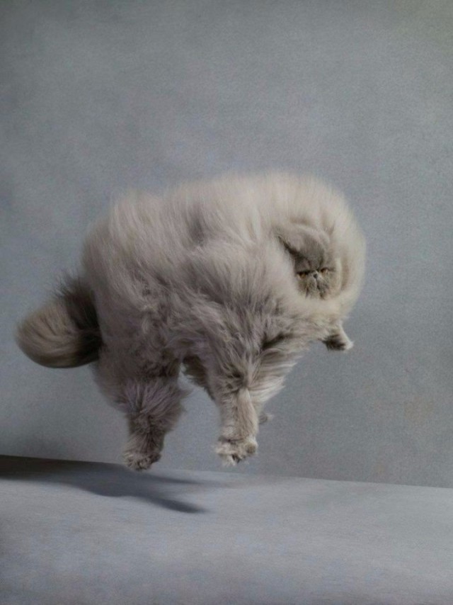 Коты из сети