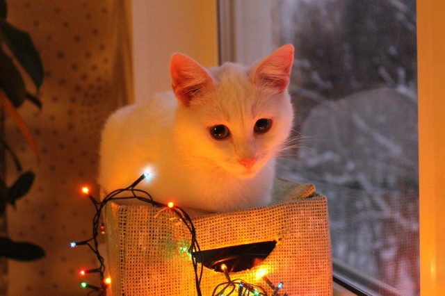 Коты из сети