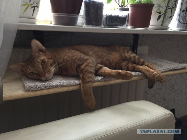 Котовторник 28.02.2017