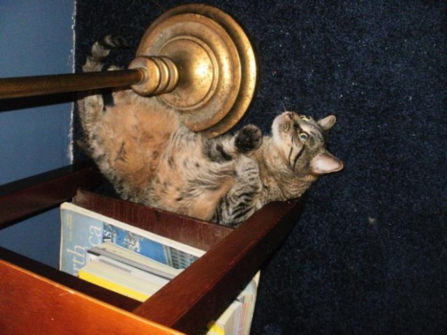 Коты и Кошки