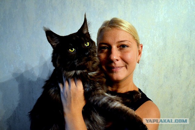 Джокер и его семья