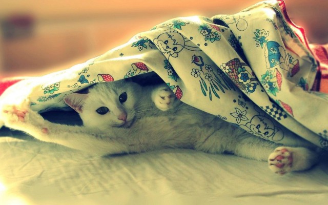 Коты и Кошки