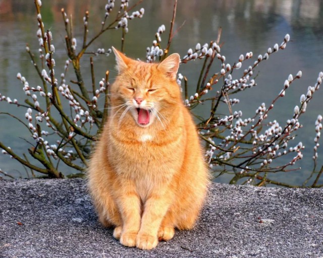 Коты и Кошки