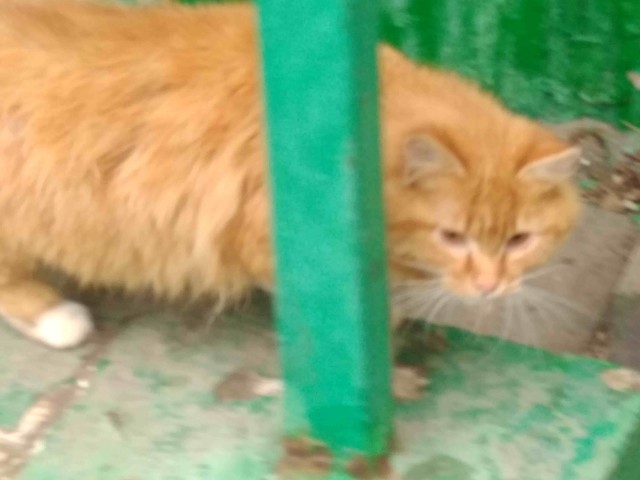 Котовторник 28.03.2017