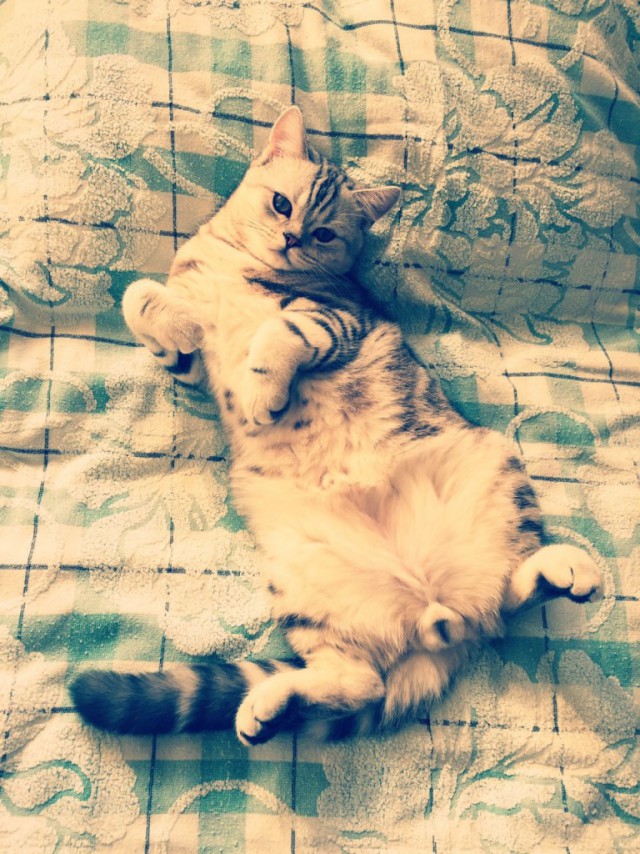 Коты и Кошки
