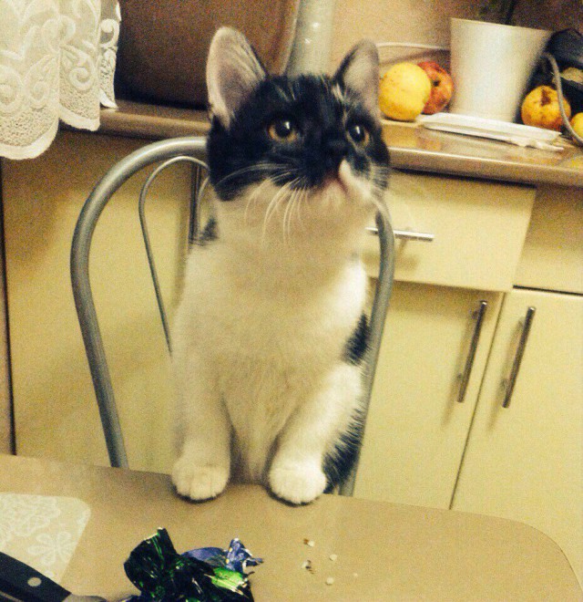 Коты и Кошки
