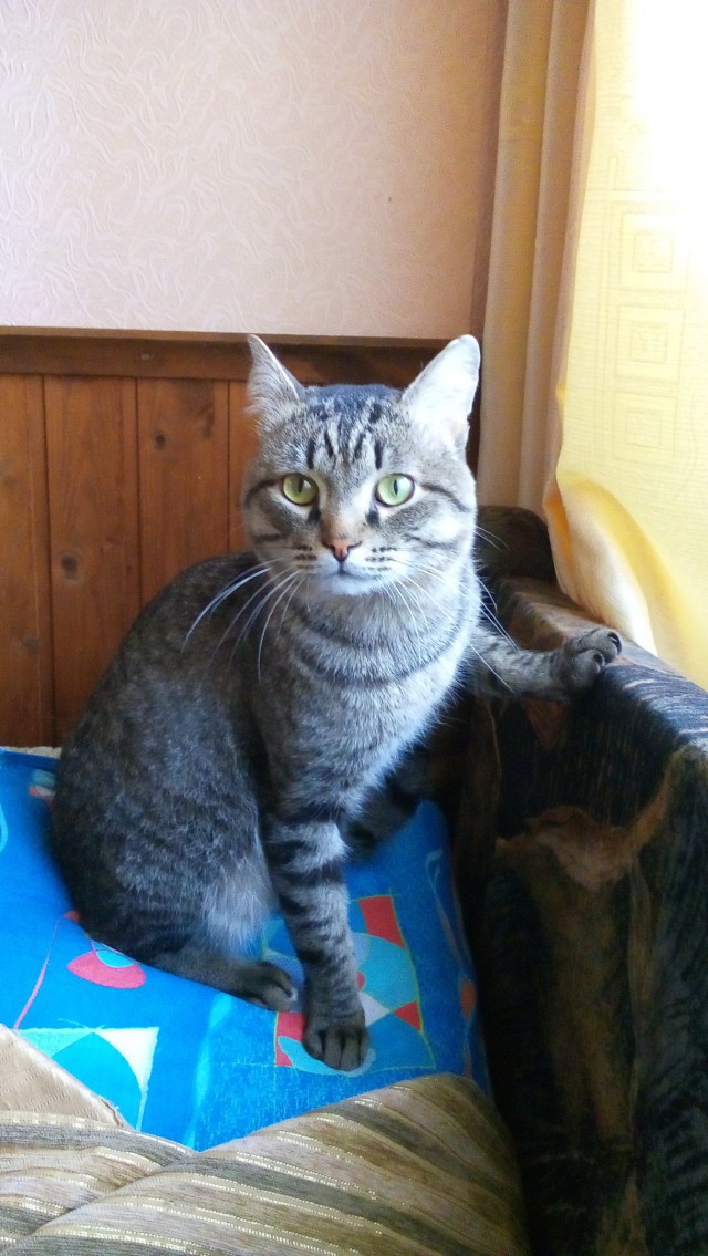 Коты и Кошки