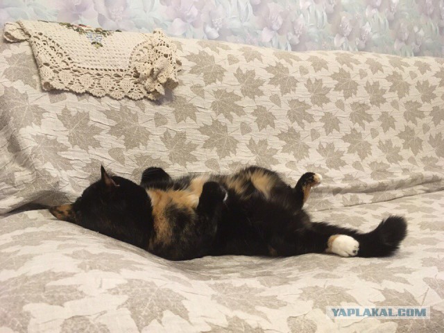 Котовторник 27.06.2017