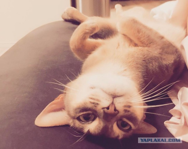 Котовторник 04.07.17