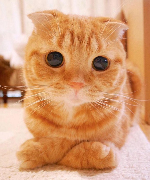 Коты и Кошки