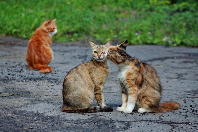 Коты и Кошки