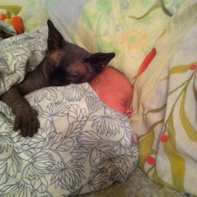 Коты и Кошки