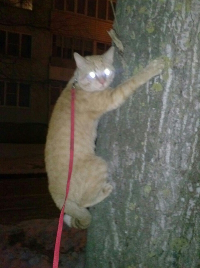 Живность из сети