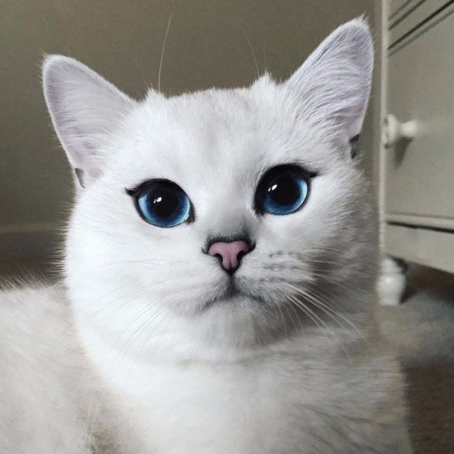 Фотобомбы котов