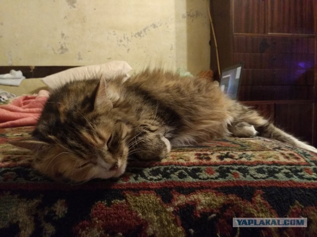Котовторник 29.5.18