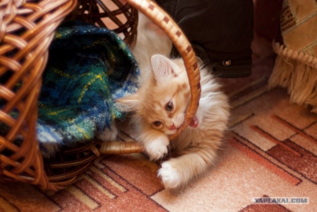 Котовторник на ЯПлакалъ