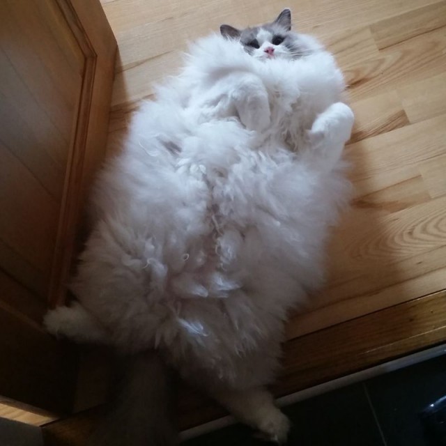 Прикольных котов пост