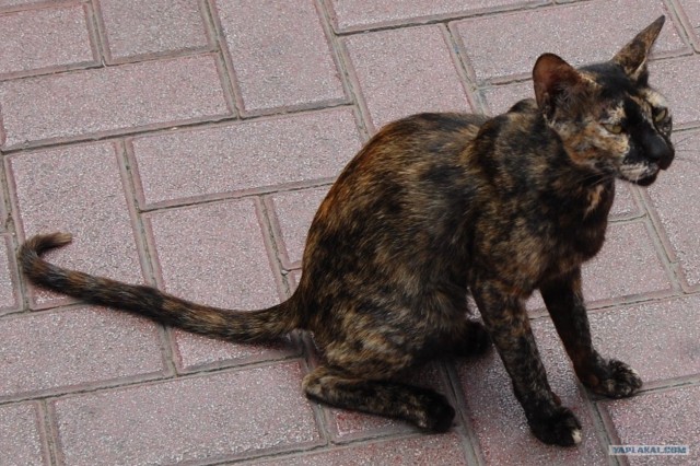Начинаем котовторник!
