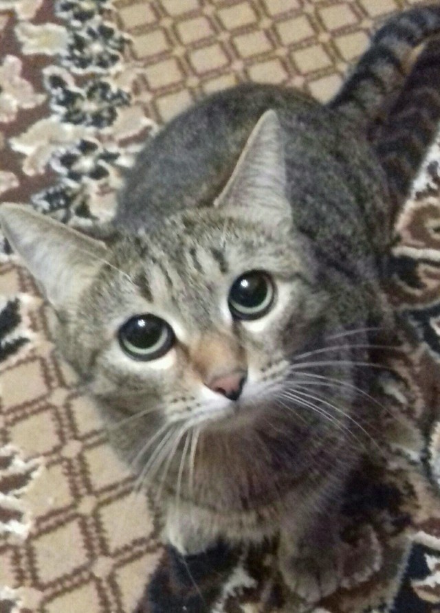 Прикольных котов пост