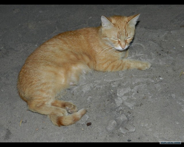 Первый котовторник июля