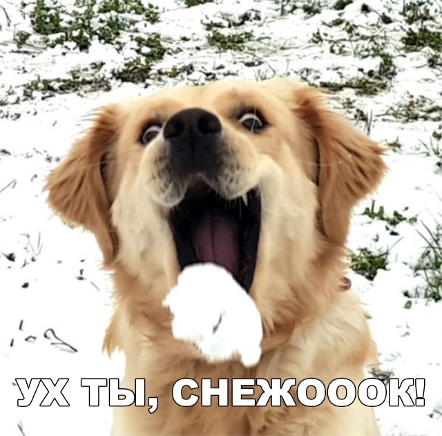 Милые животные. Мимиметр сломался